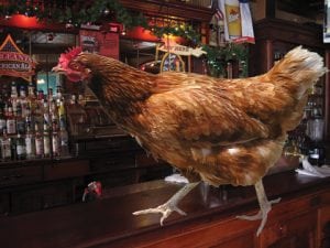 plump-wings